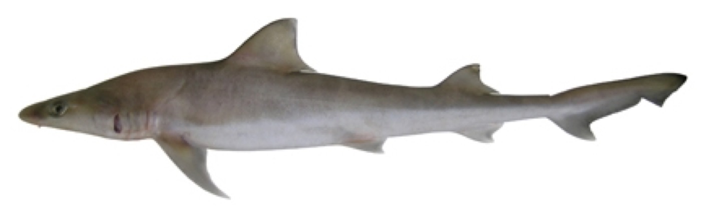 Australian weasel shark reference photograph showing the narrow head and slim body; not to scale.