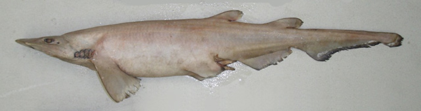 Pale catshark reference photograph showing the light body tone and narrow tail; not to scale.