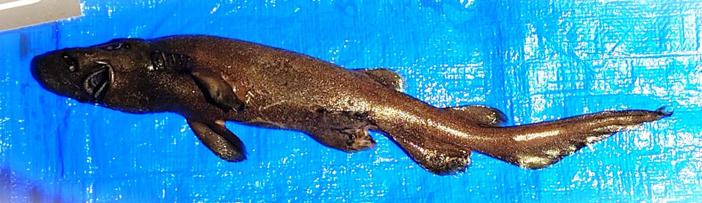 Fresh specimen photograph of Apristurus fedorovi; not to scale.