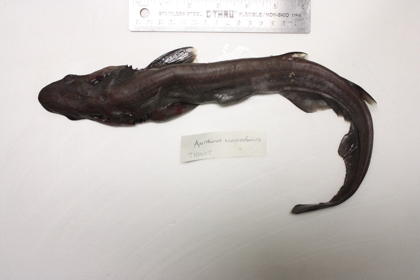 University of Kansas specimen photograph of Apristurus herklotsi in profile; not to scale.