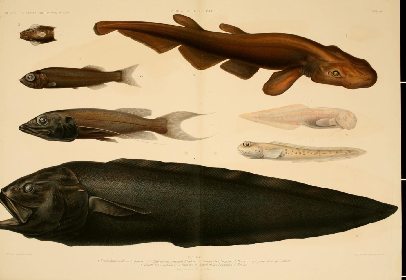 Historical expedition plate including Apristurus indicus from the Valdivia deep-sea expedition; not to scale.