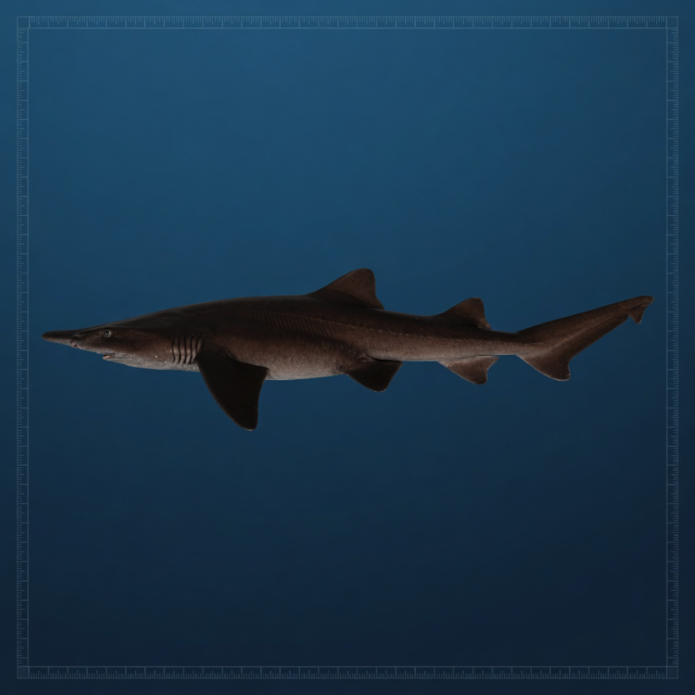 Generated editorial rendering of Apristurus iterum using the PocketShark reference-assisted workflow, shown in lateral specimen-board profile; not to scale.