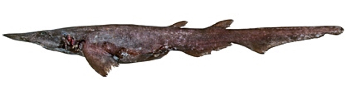 Apristurus longicephalus specimen profile from the Australian National Fish Collection; not to scale.
