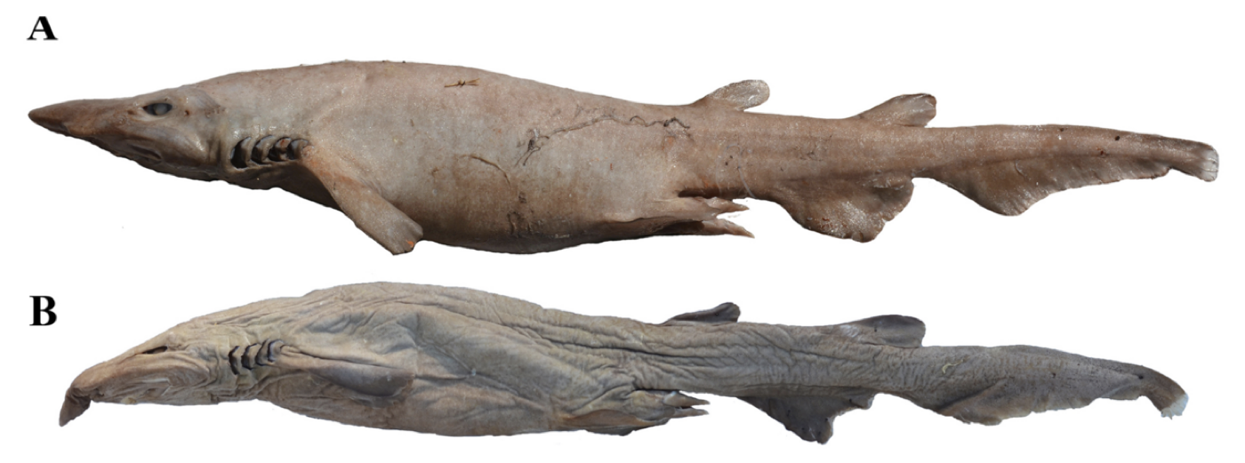 Apristurus manocheriani scientific figure showing the body proportions and tail shape; not to scale.