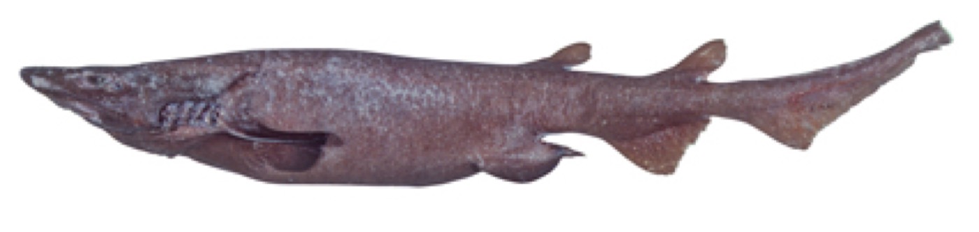 Fat catshark reference photograph showing the stout body and large head; not to scale.