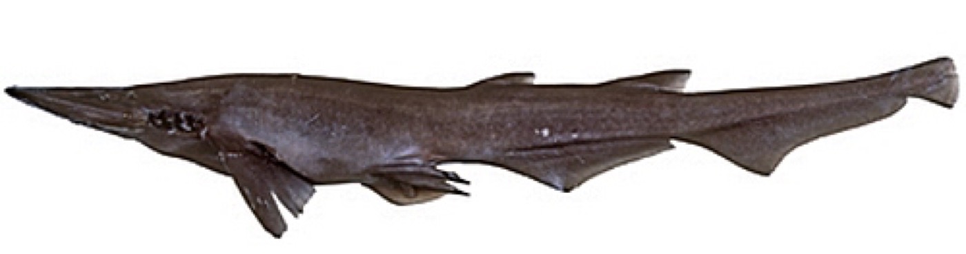 Spatulasnout catshark reference photograph showing the flattened snout and elongated tail; not to scale.