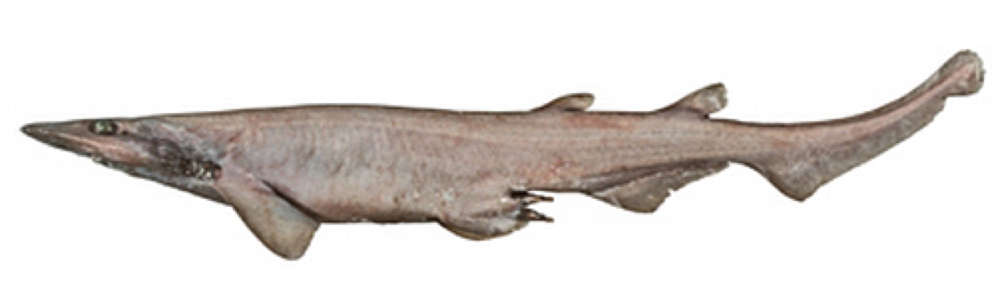 South China catshark reference photograph showing the broad head and slim body; not to scale.