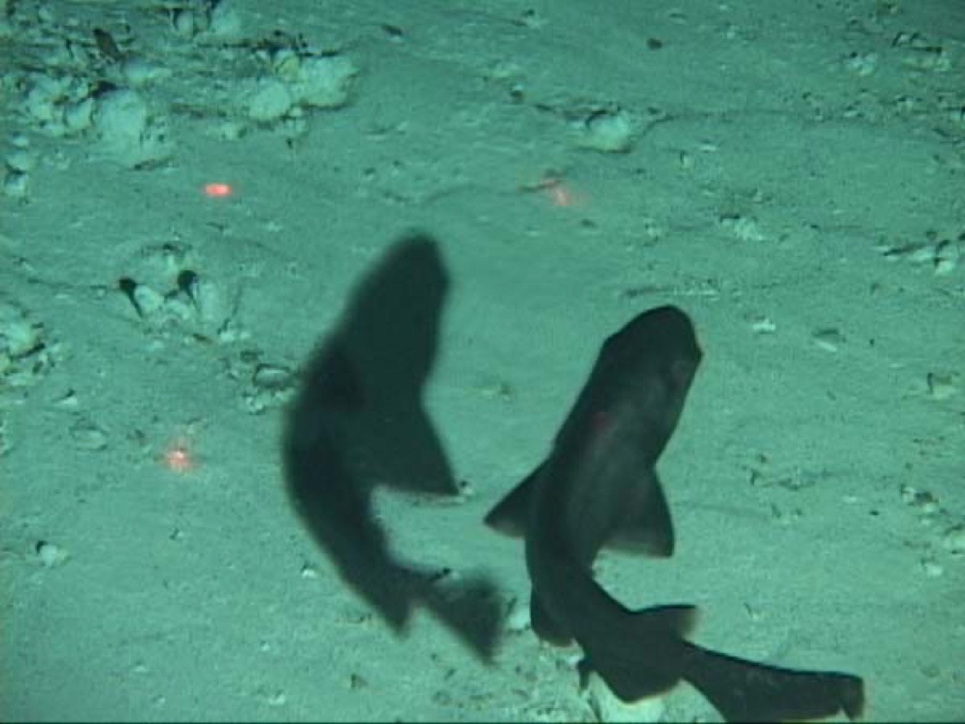 Spongehead catshark reference photograph showing the broad head and pale body; not to scale.