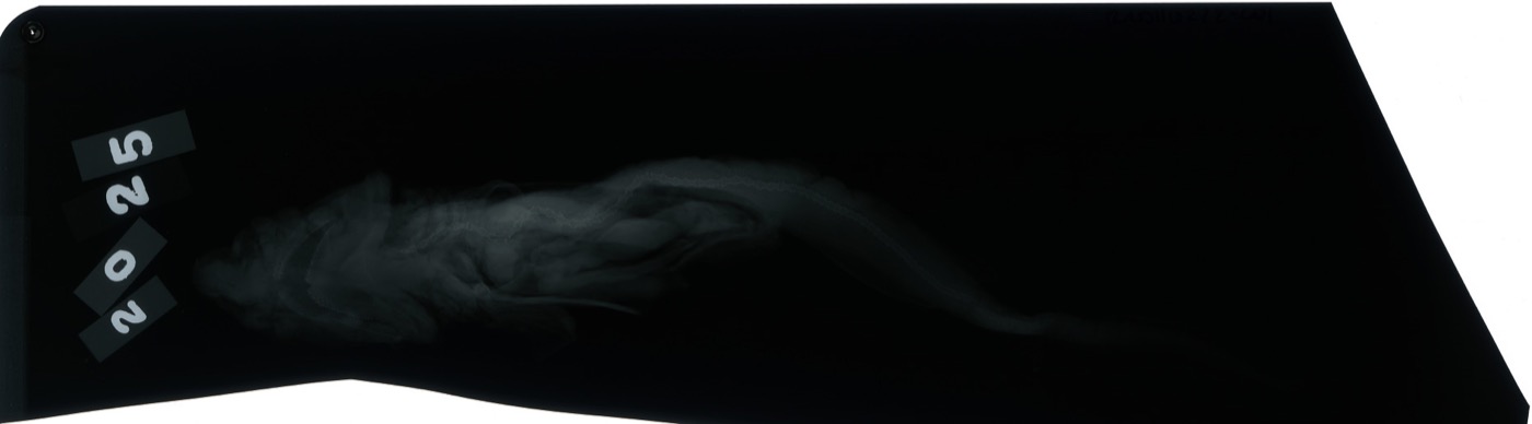 USNM specimen photograph of Apristurus stenseni in profile; not to scale.