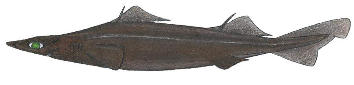 Arrowhead dogfish reference photograph showing the long flattened snout and deep-sea dogfish body; not to scale.