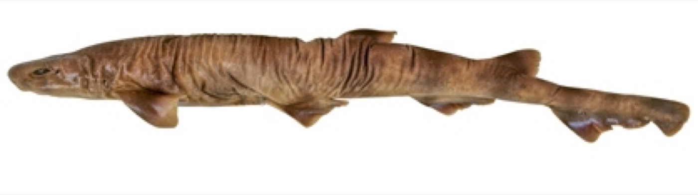 Soft spotted catshark reference photograph showing the pale body and dark dorsal spots; not to scale.