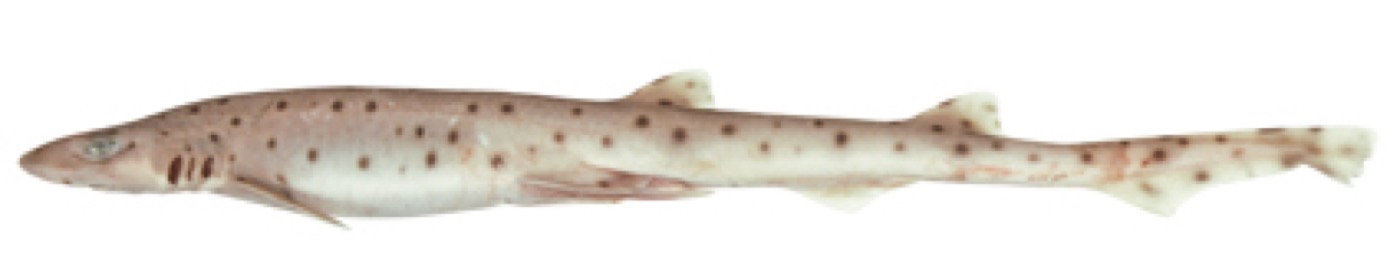 Pale spotted catshark reference photograph showing the light body and small scattered spots; not to scale.
