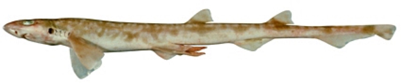 Dwarf catshark reference photograph showing the small spotted body and rounded snout; not to scale.