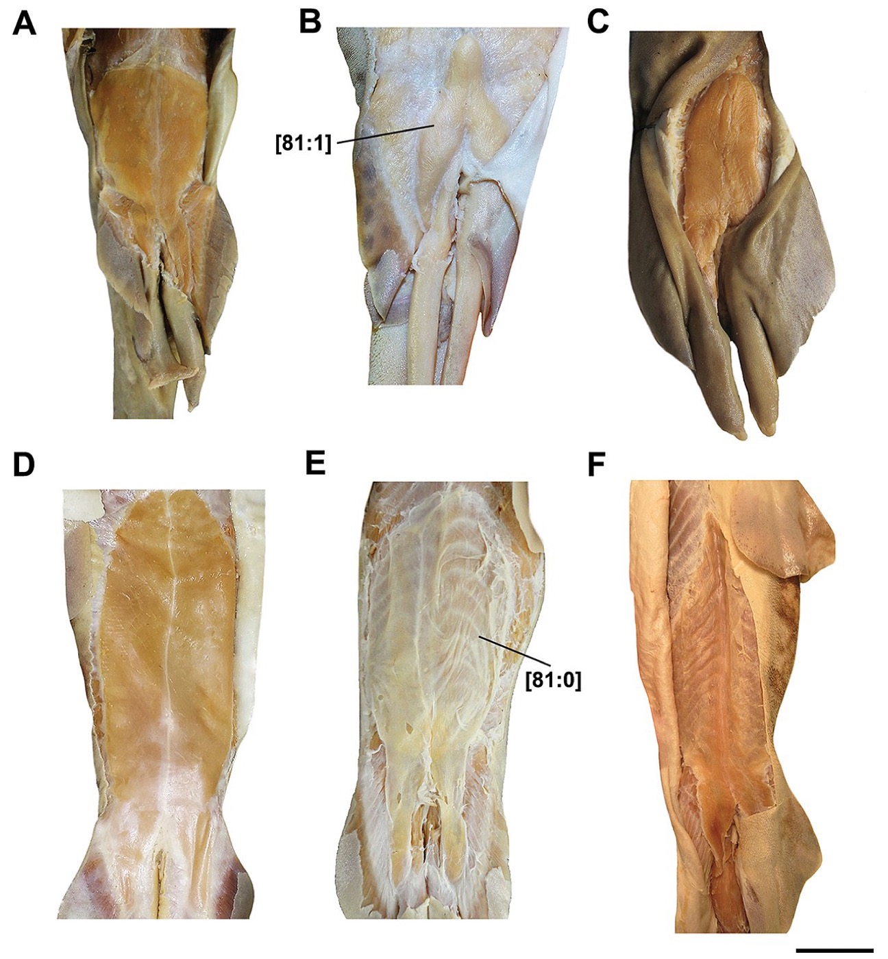 Asymbolus rubiginosus scientific figure showing the body pattern and caudal fin shape; not to scale.