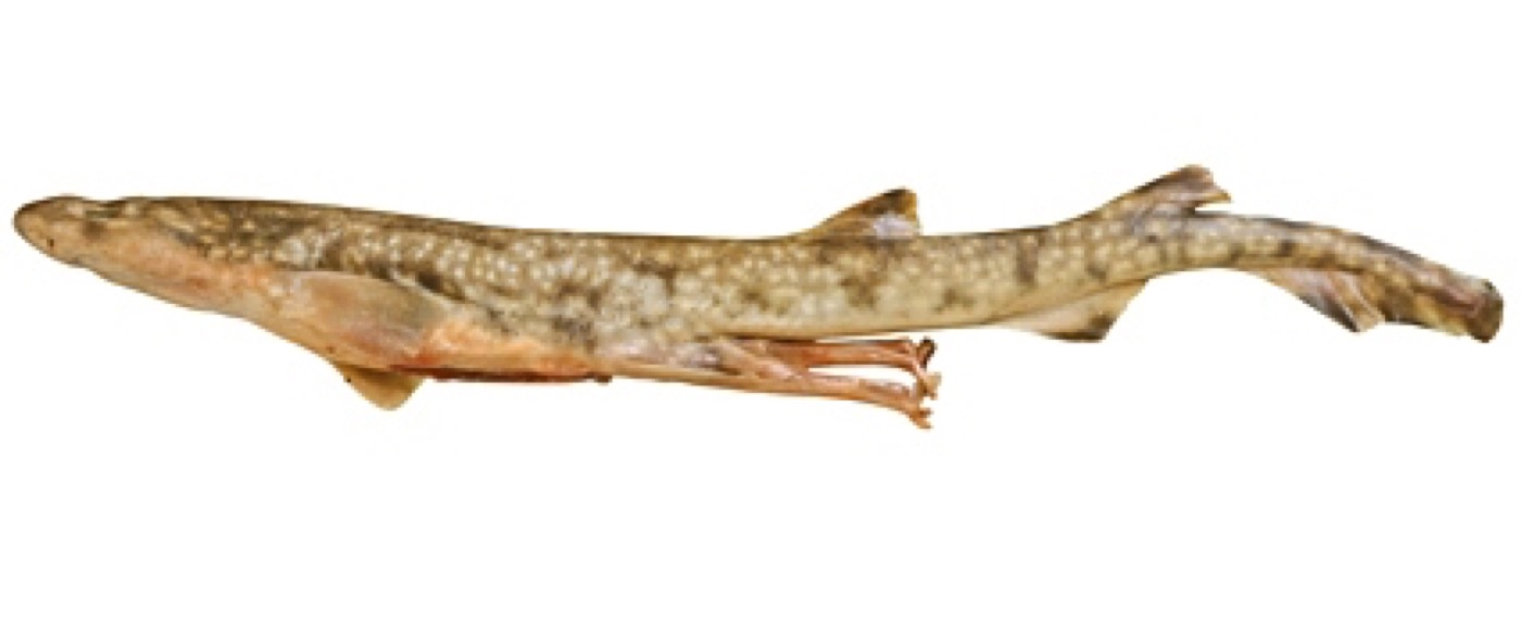 Gulf catshark reference photograph showing the patterned body and short head; not to scale.