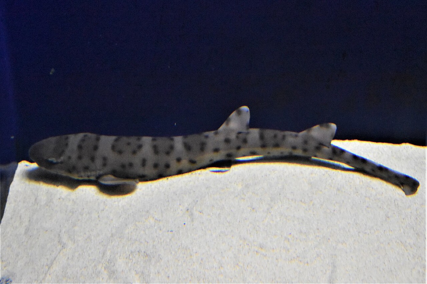 Bali catshark aquarium photograph showing the banded body and rounded fins; not to scale.