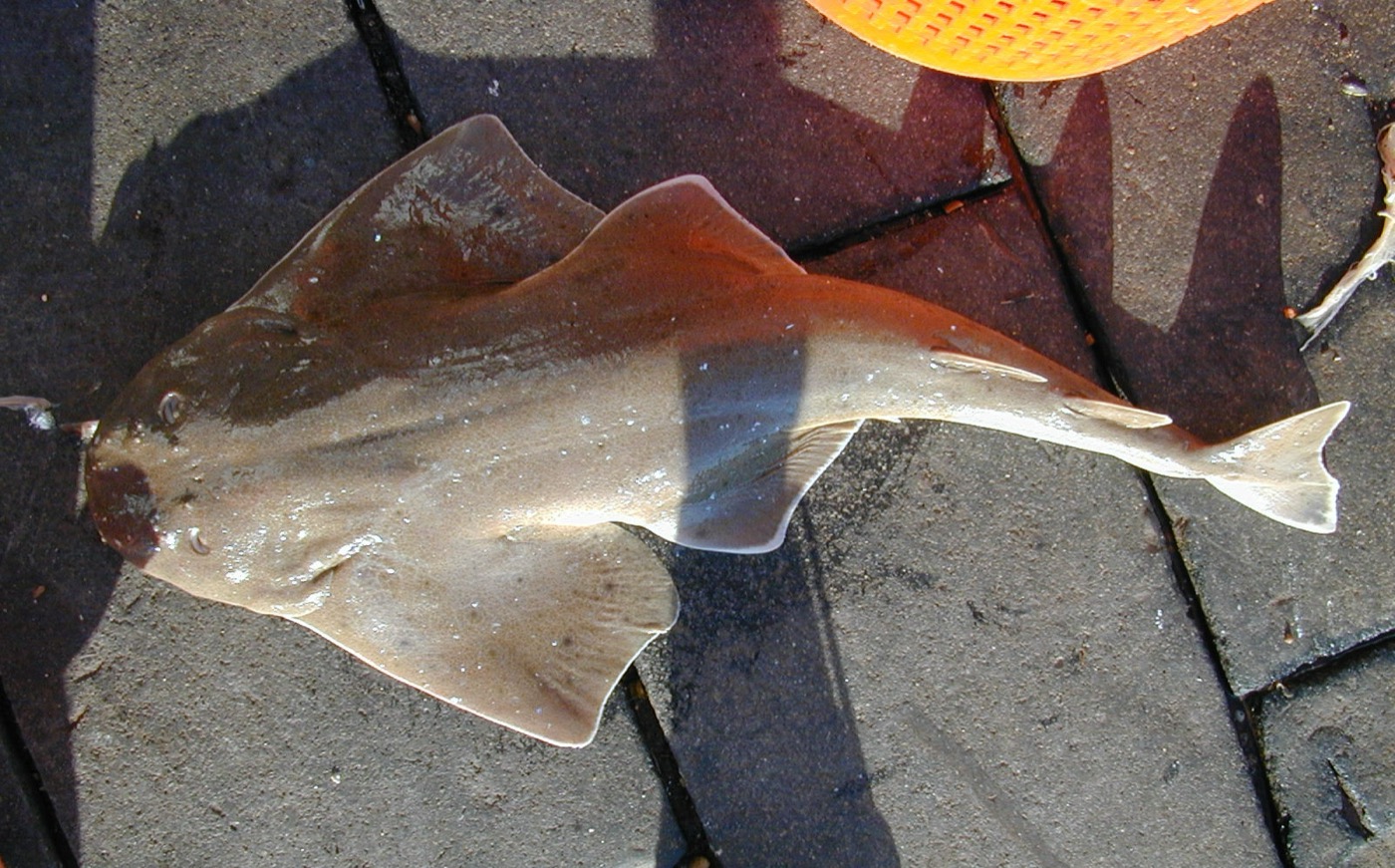 Atlantic angel shark reference photograph showing the flattened head and broad pectoral fins; not to scale.