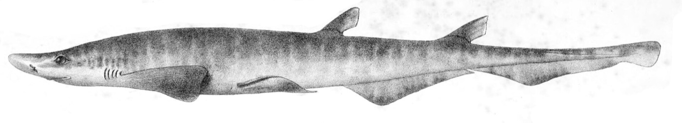 Historic Atlantic sawtail catshark reference image showing the slender body and saw-edged tail crest; not to scale.