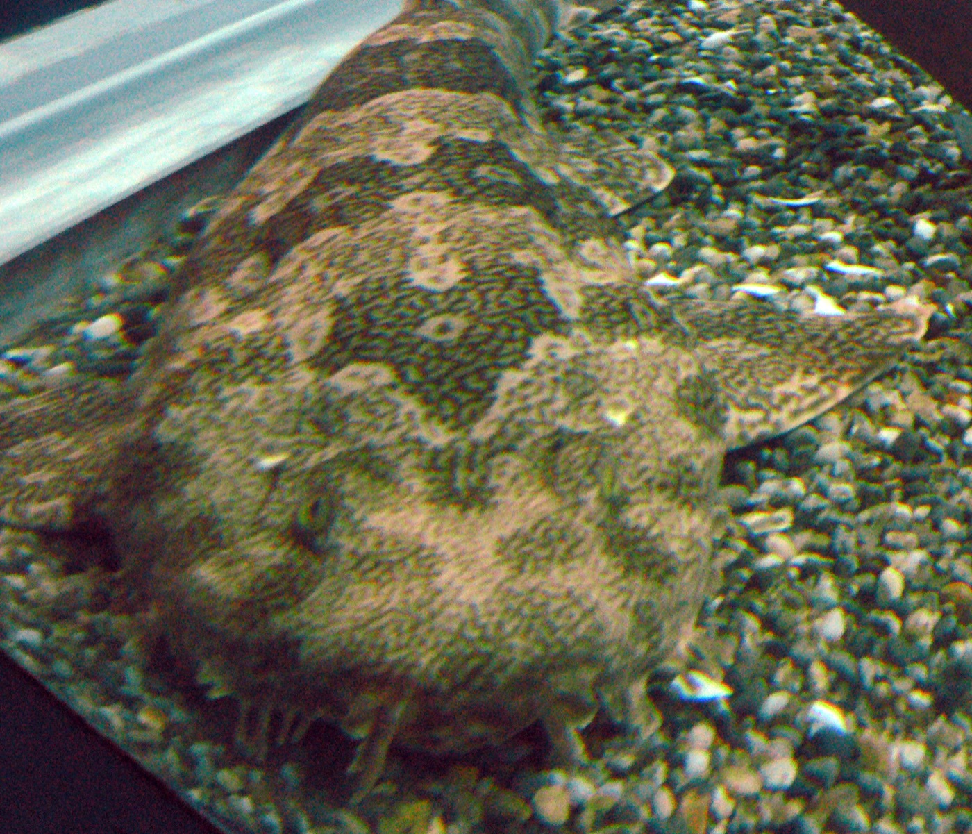 Banded wobbegong photograph showing the flattened body and ornate head fringes; not to scale.