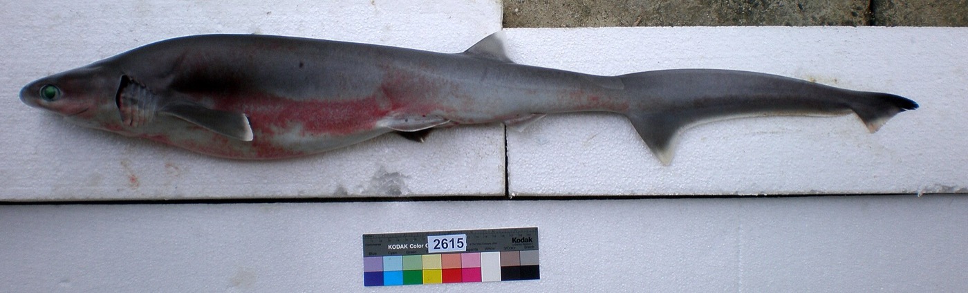 Bigeye sixgill shark reference photograph showing the slender body and large eye; not to scale.