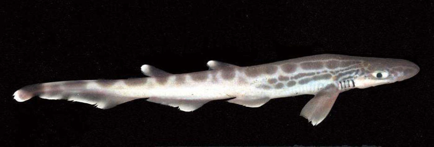 Blackmouth catshark photograph showing the slender body and prominent dark mouth; not to scale.