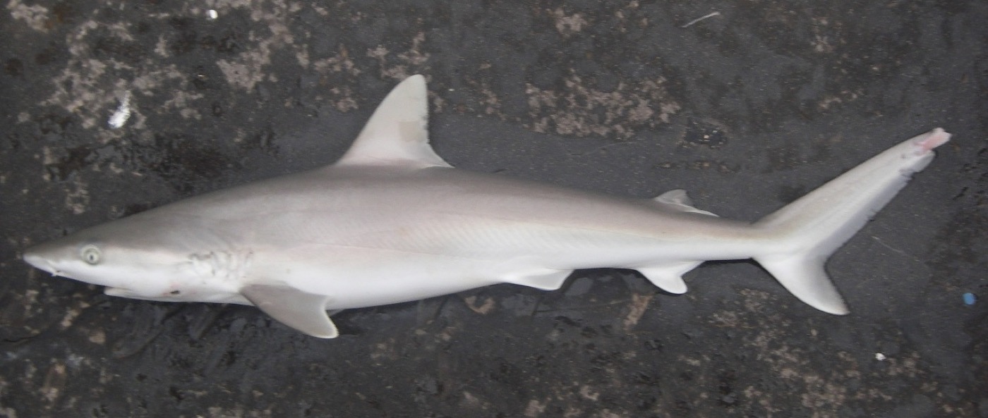 Blacknose shark reference photograph showing the dusky snout tip and slim body; not to scale.
