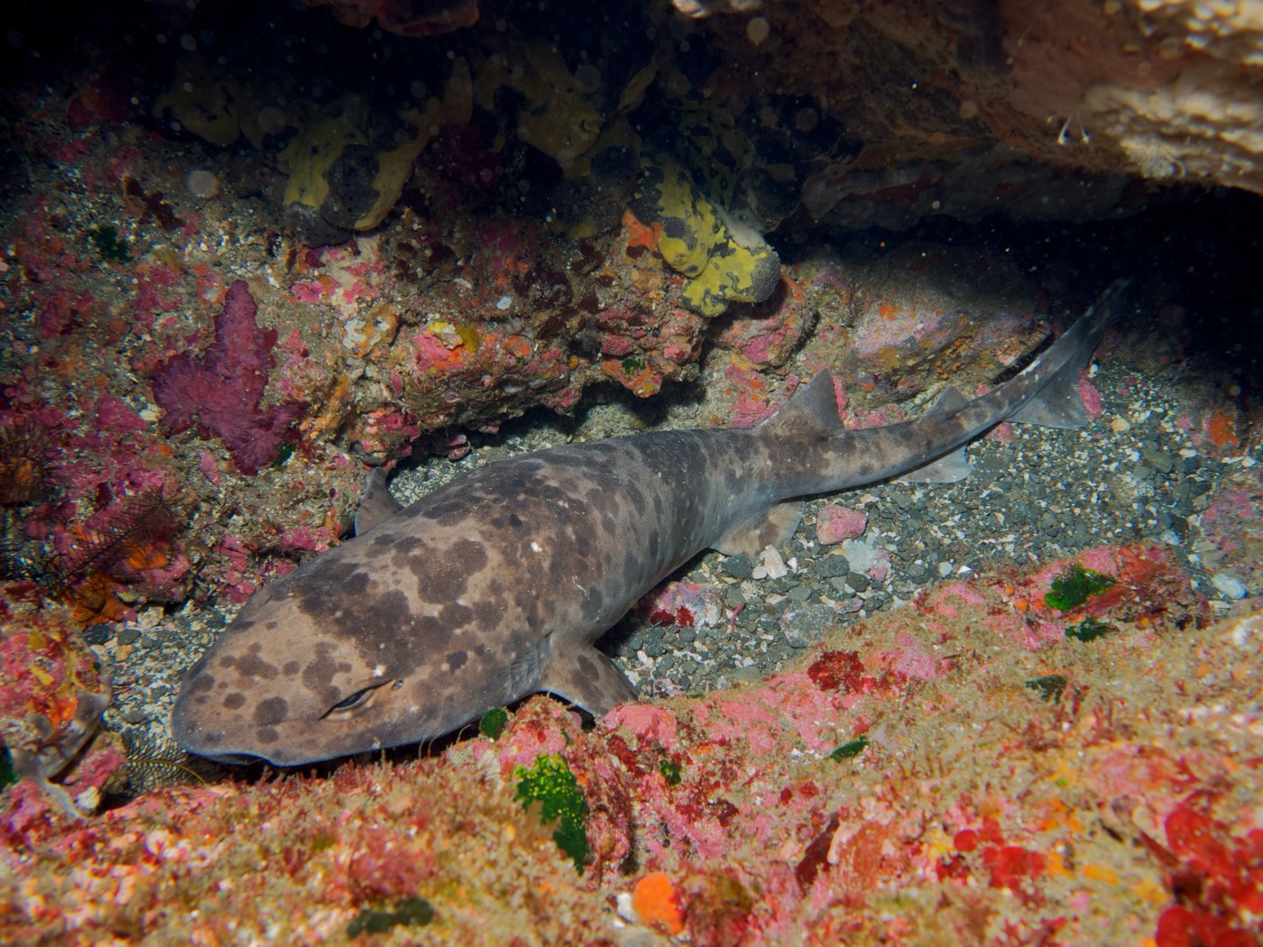 Blotchy swell shark photograph showing the mottled back and broad head; not to scale.