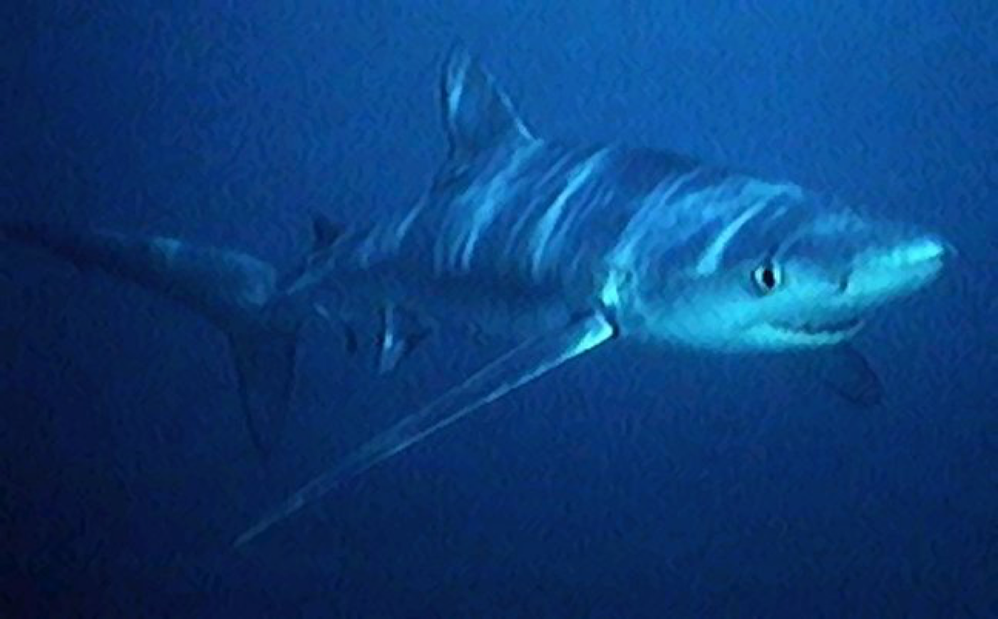Archival NOAA reference photograph of a blue shark; bundled for truthful species recognition.