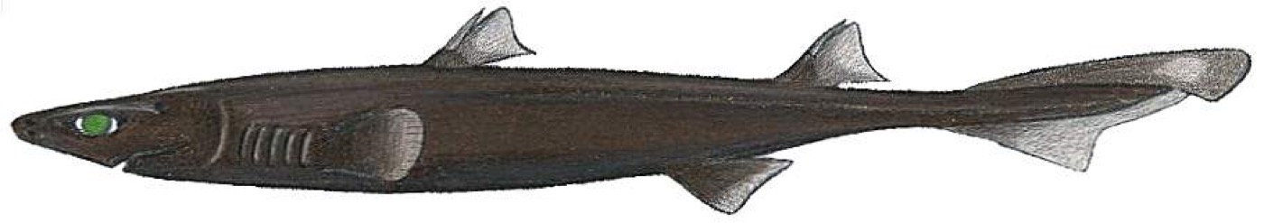 Blurred lantern shark reference photograph showing the compact dark body and pointed fins; not to scale.
