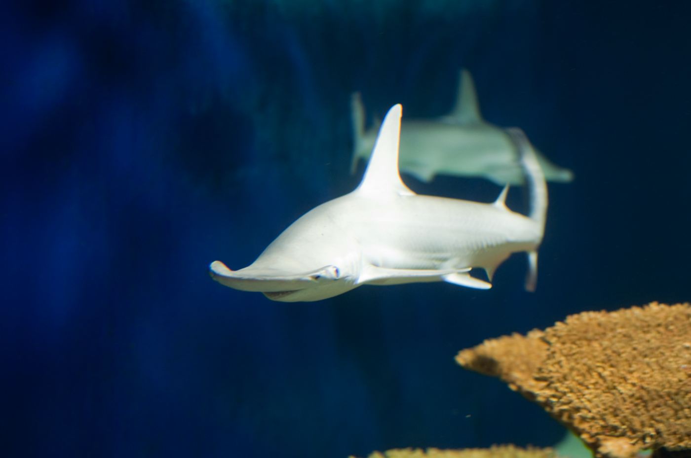 Photograph of a bonnethead shark from above, showing the rounded hammer-shaped head; not to scale.