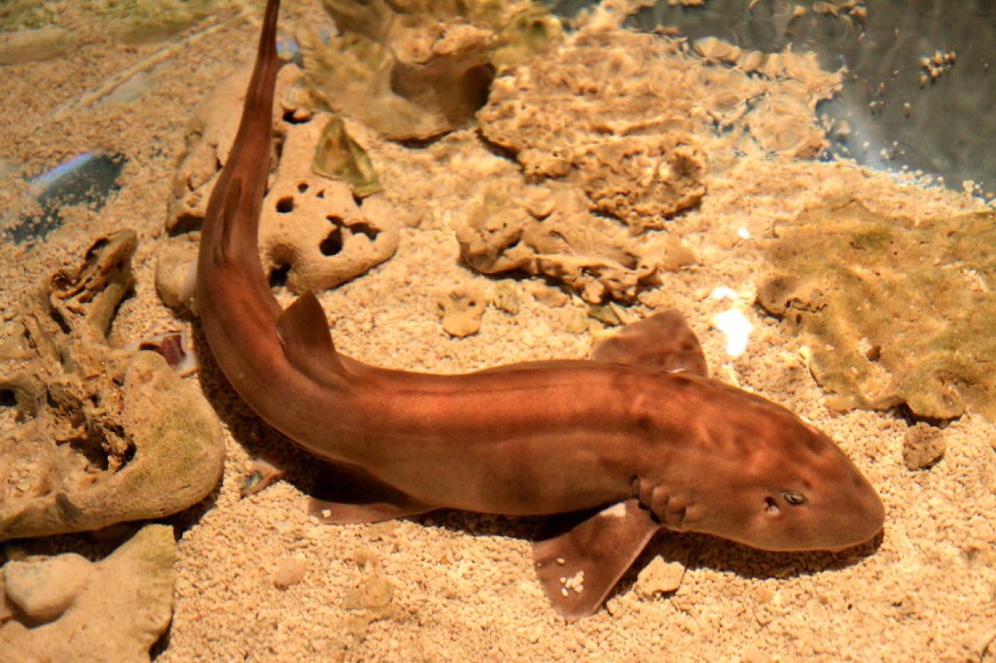 Brownbanded bamboo shark photograph showing the banded juvenile-style pattern and slender body; not to scale.