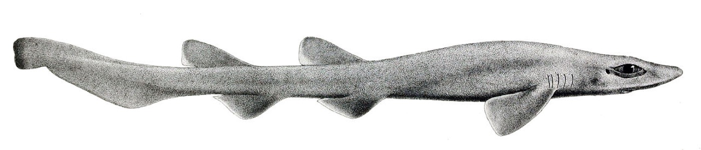 Dusky catshark scientific illustration showing the elongated body and low dorsal fins; not to scale.