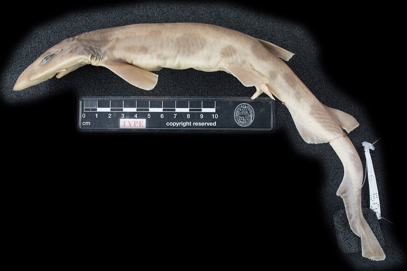 Cleva's catshark specimen photograph showing the tapered body and long tail; not to scale.
