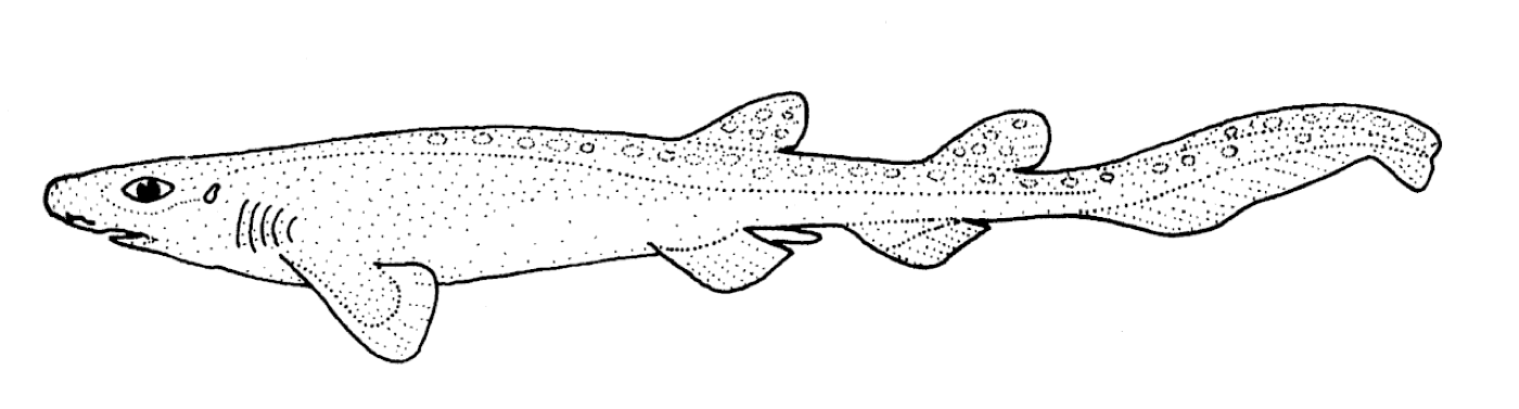 New Zealand catshark illustration showing the slim body and mottled coloration; not to scale.