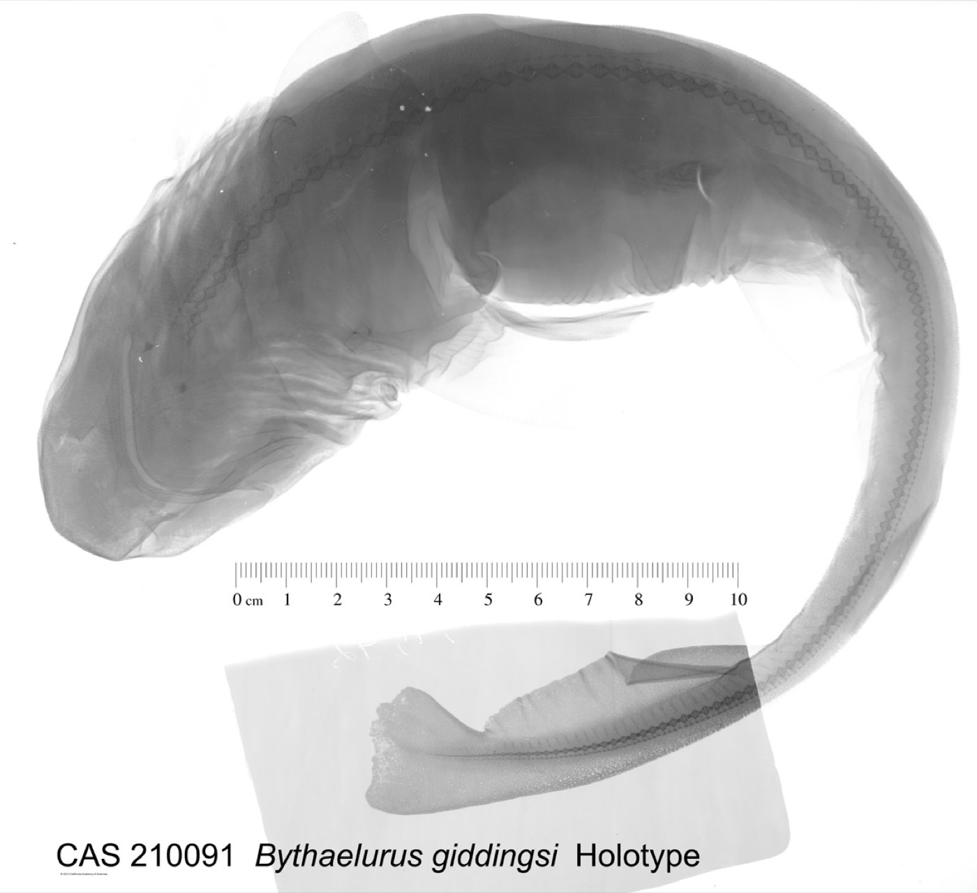 Galapagos catshark holotype photograph showing the short broad head and spotted body; not to scale.