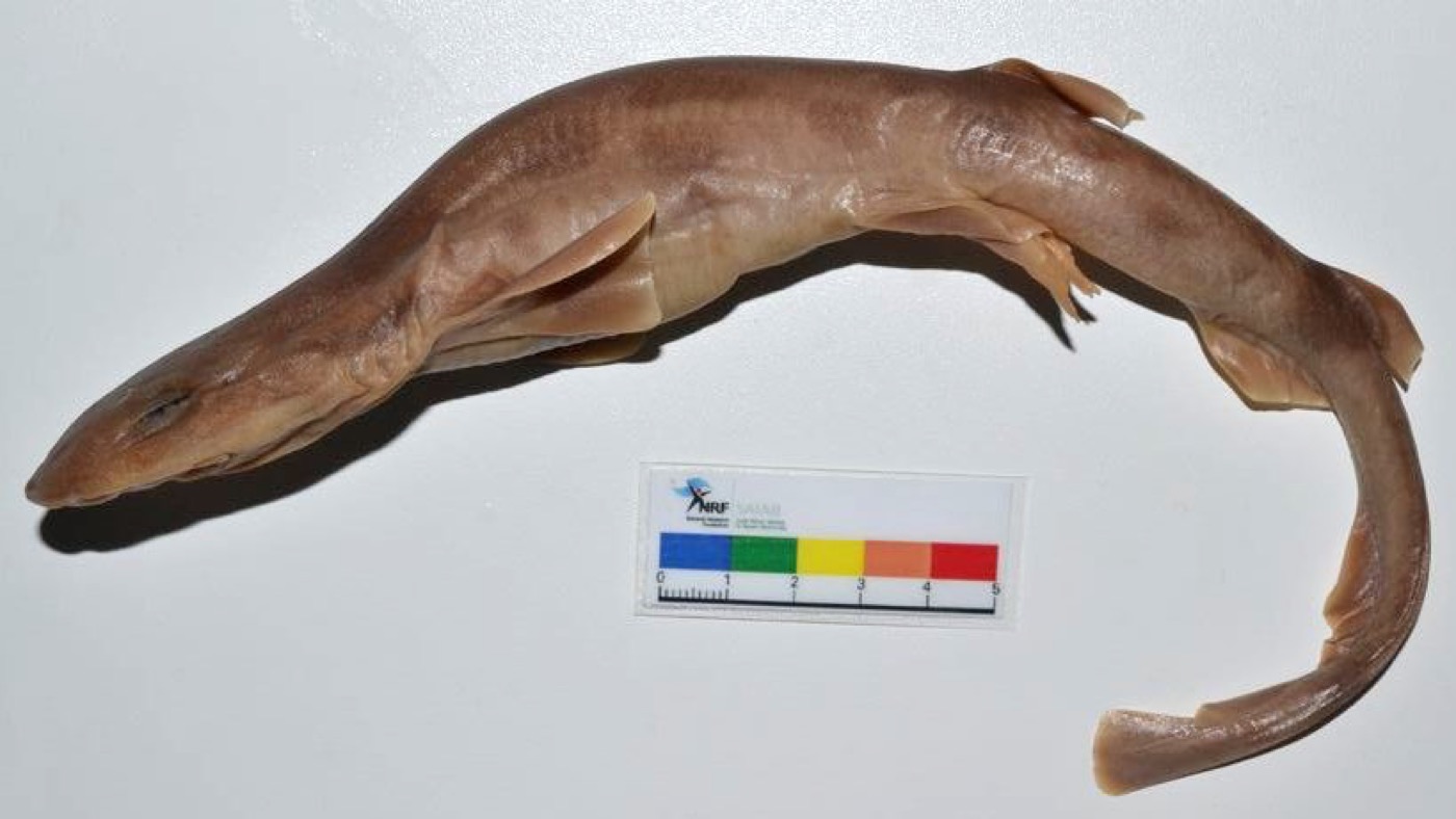 Bristly catshark specimen photograph showing the broad head and rough-textured body; not to scale.