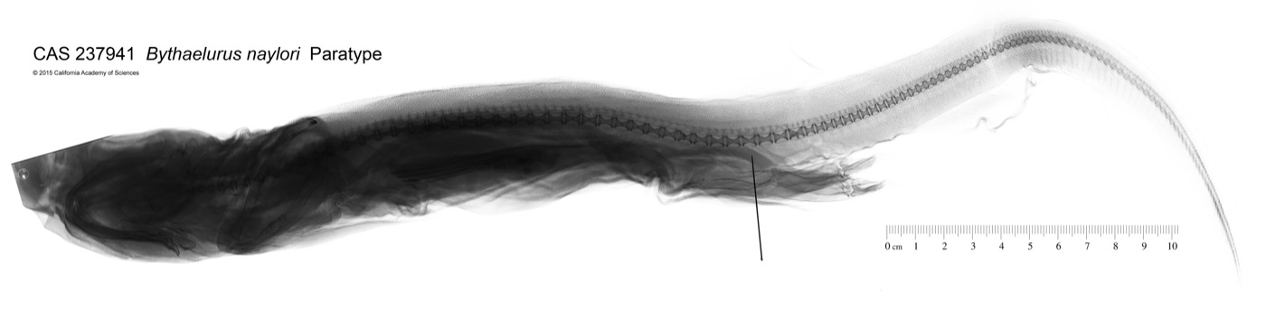 California Academy of Sciences specimen photograph of Bythaelurus naylori in profile; not to scale.