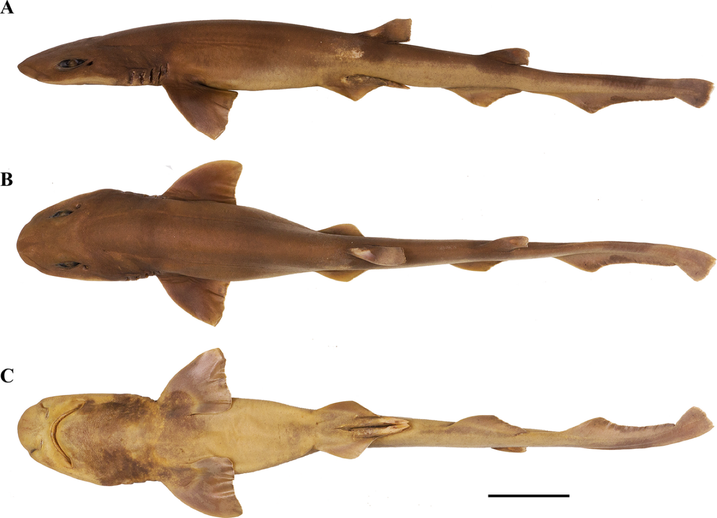 Mount Guyot catshark scientific figure showing the head profile and body proportions; not to scale.