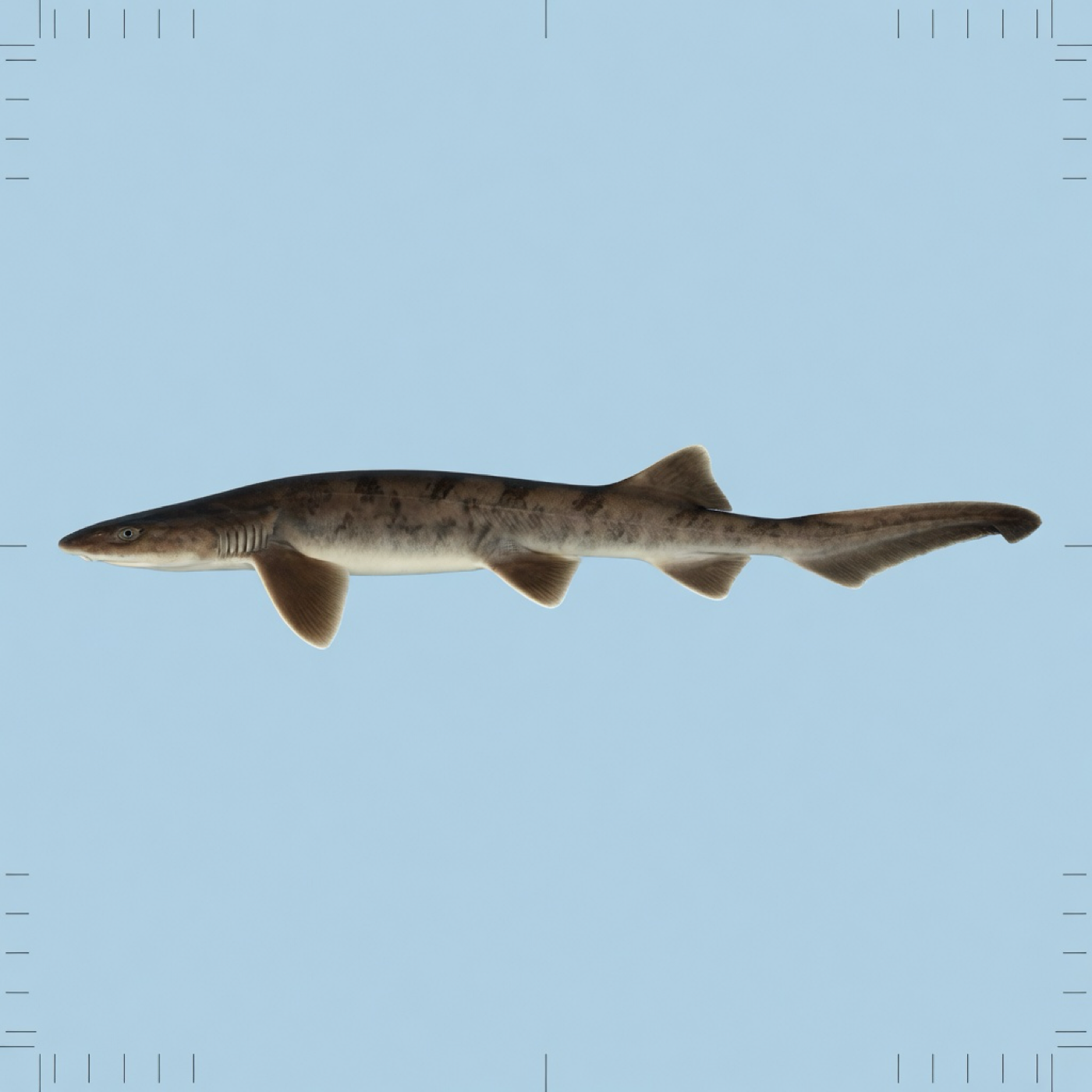 Generated editorial rendering of Bythaelurus tenuicephalus using the PocketShark reference-assisted workflow, guided by genus-level Bythaelurus reference art; not to scale.