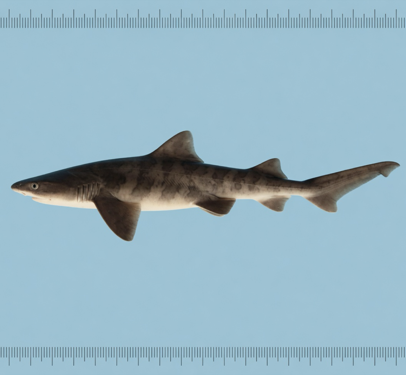 Generated editorial rendering of Bythaelurus vivaldii using the PocketShark reference-assisted workflow, guided by genus-level Bythaelurus reference art; not to scale.