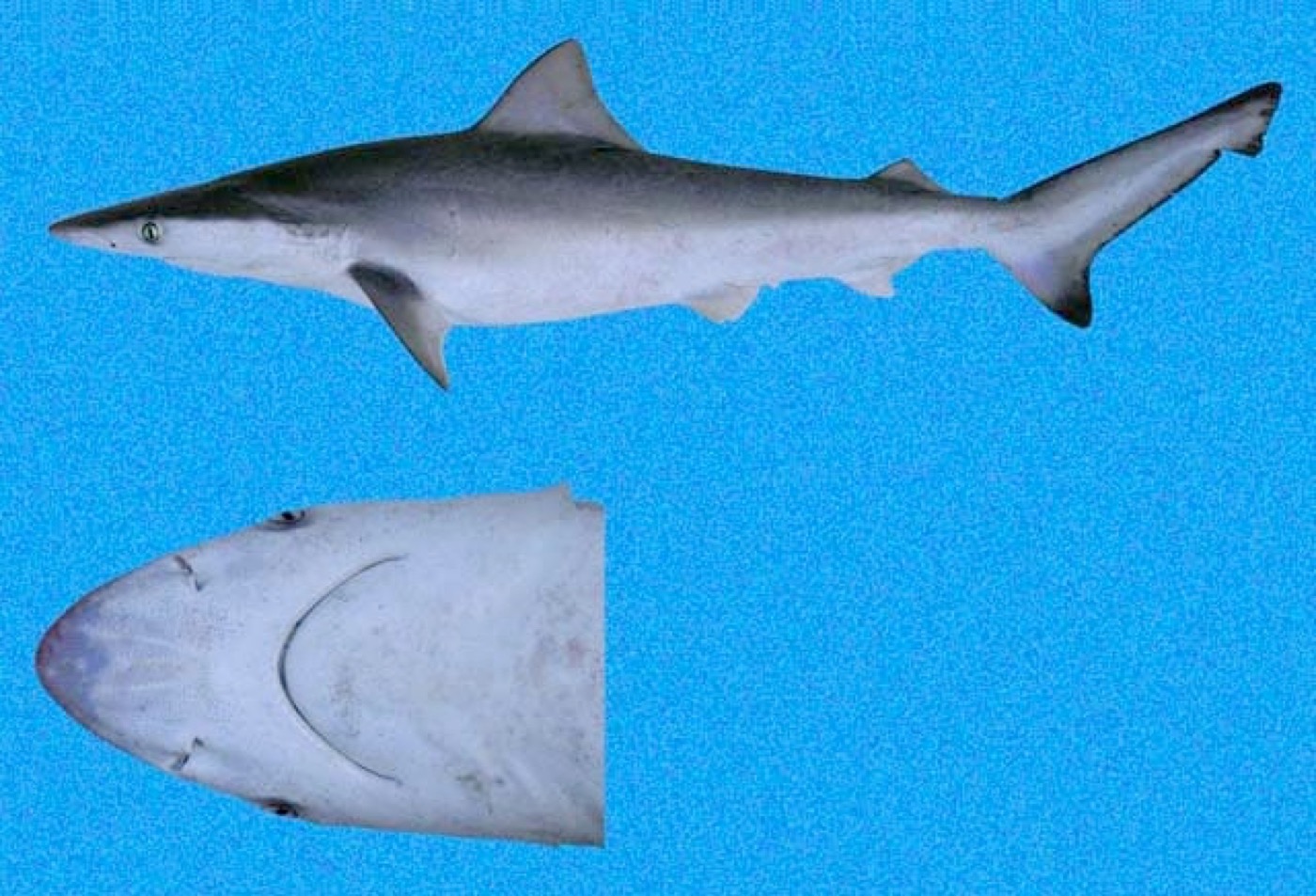 Pacific smalltail shark reference photograph showing the narrow body and low second dorsal fin; not to scale.