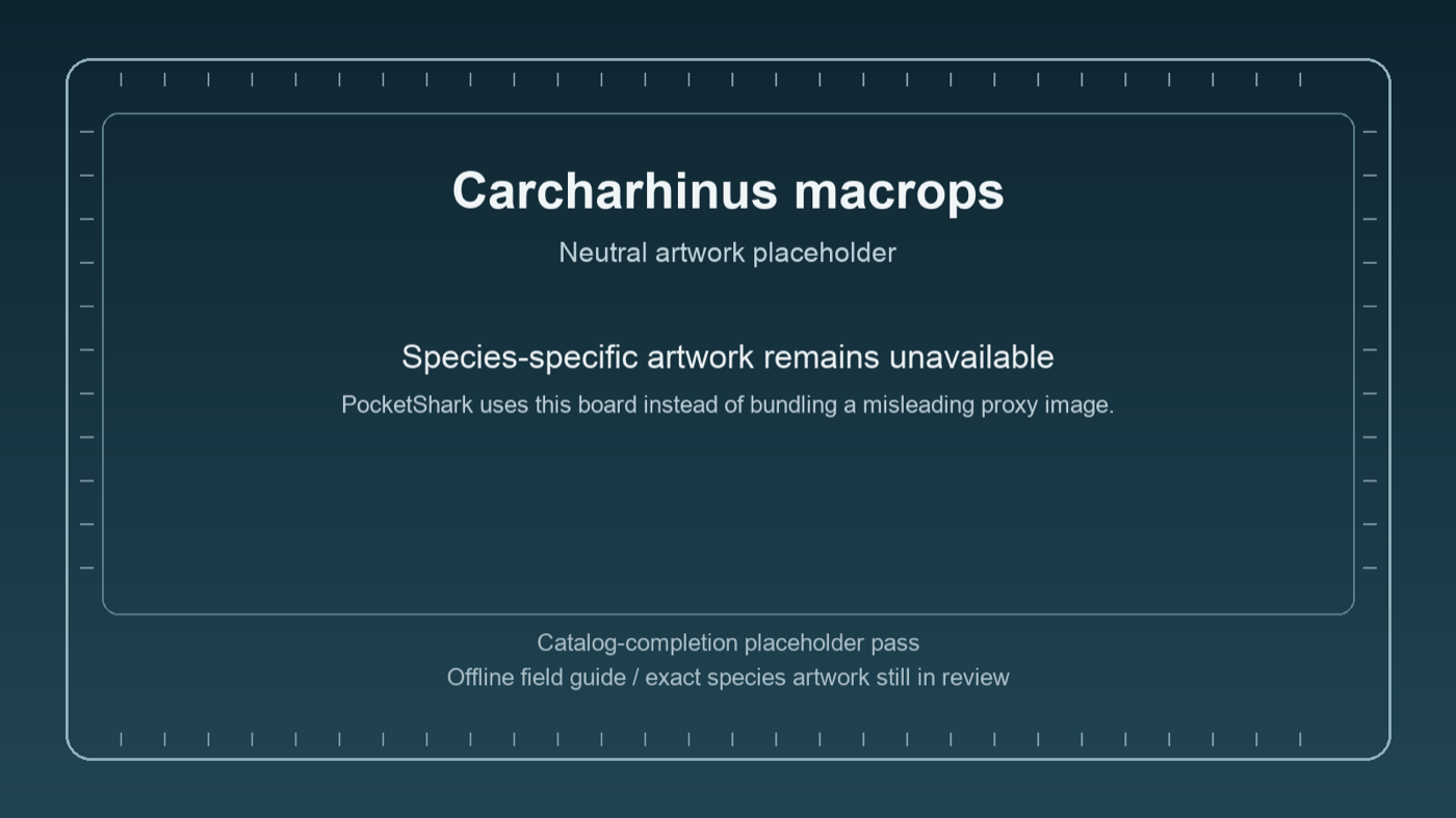 Neutral PocketShark placeholder board for Carcharhinus macrops while species-specific artwork remains unavailable.
