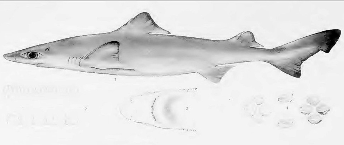 Historical illustration of Centrophorus atromarginatus in lateral view; not to scale.