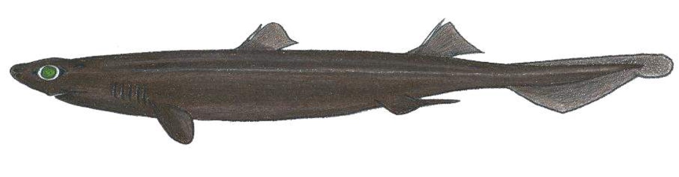 Granular dogfish specimen photograph showing the dark rough-textured body and stout head; not to scale.