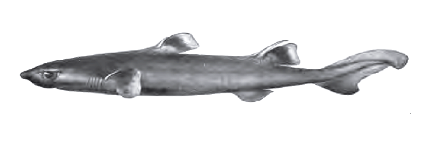 Historical illustration of Centroscyllium ritteri in lateral view; not to scale.