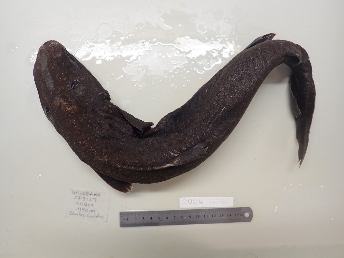 Museum specimen photograph of Centroscymnus owstonii in lateral view; not to scale.