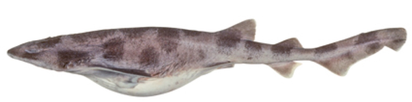 Whitefin swellshark reference photograph showing the broad head and white fin margins; not to scale.