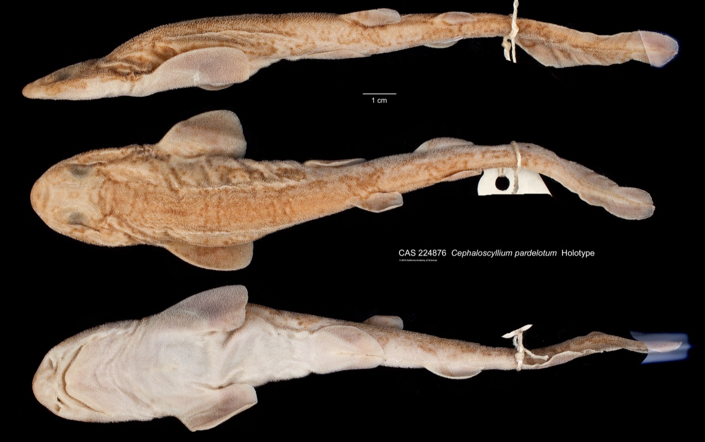 California Academy of Sciences specimen photograph of Cephaloscyllium fasciatum in lateral view; not to scale.
