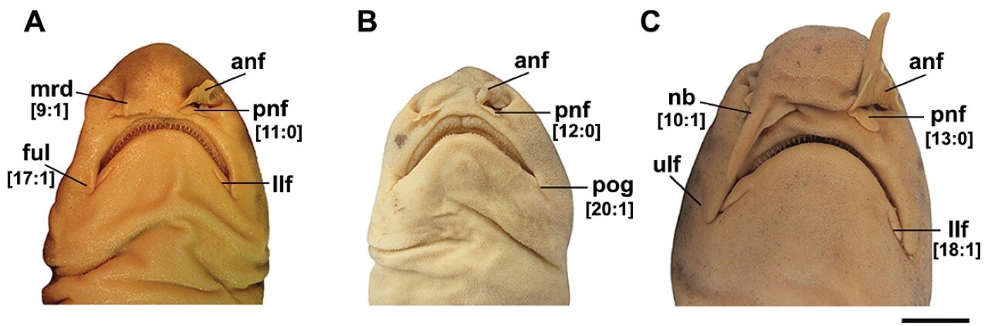 Saddle swellshark scientific figure showing the body banding and head proportions; not to scale.