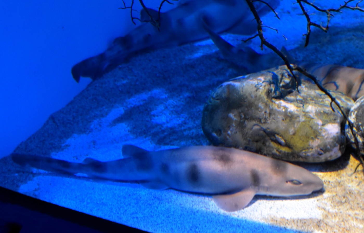 Live Sarawak pygmy swell shark on display at Aqua World Ibaraki Prefectural Oarai Aquarium; not to scale.